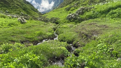 Small Mountain Stream Flowing Through Lush Green Valley Video stock 300199279