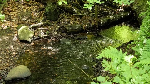 Small mountain stream flowing through forest 動画素材 337735653