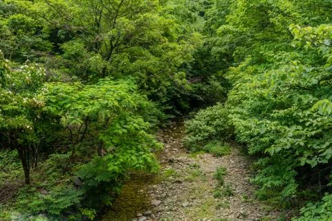 Small mountain stream flowing through lush trees Stock Photos