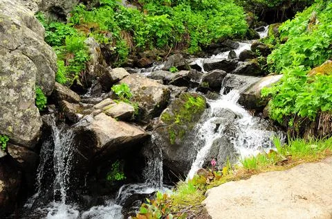 A small mountain stream flowing through bushes and stones into the valley. Stock Photos