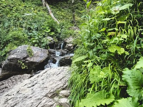 Small mountain stream flowing through lush green forest vegetation Stock Photos