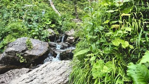 Small mountain stream flowing through lush green forest vegetation Stock Photos