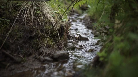 Small mountain stream flows between stones in an old ancient forest Stock Footage 96163483