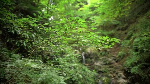 A small mountain stream flows in a dense green forest	 Stock Footage 127928824