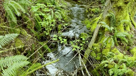 Small mountain stream flows through mossy roots and ferns in a northern Stock Footage 338996042