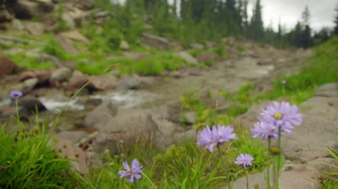 Small mountain stream Video stock 59573873