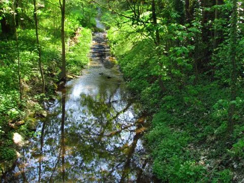 Small mountain stream in the forest, illuminated by the afternoon sun Stock Photos