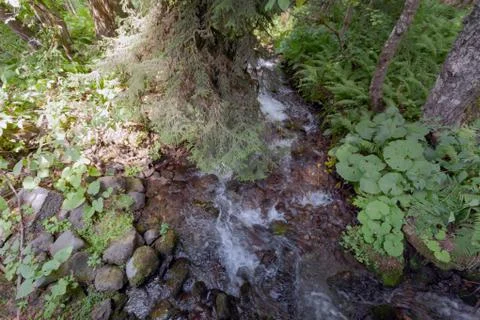 A small mountain stream in the forest Stock Photos