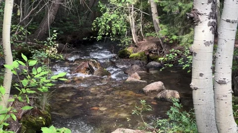 A small mountain stream in a forested riparian area Stock Footage 340535973