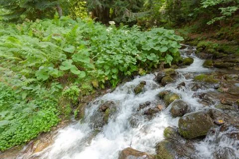 Small mountain stream Stock Photos