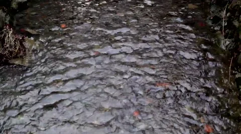 Small Mountain Stream River. the Resort in Transcarpathia 2 Stock Footage 61119790