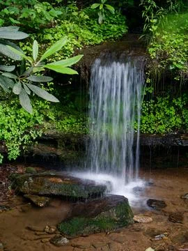 Small mountain stream surrounded by lush green foilage Foto stock