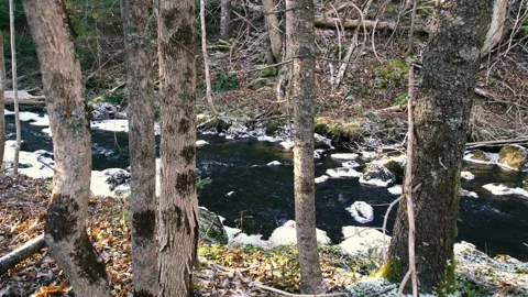 A small mountain stream through birch trees Stock Footage 150044295