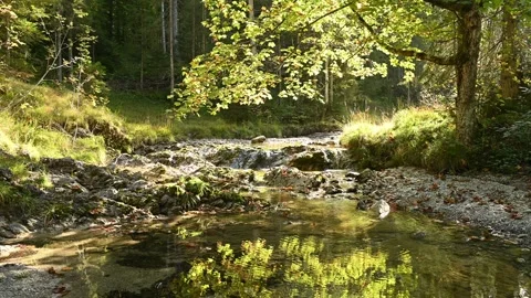 A small mountain stream with a tree in late summer sunlight Stock Footage 260861495
