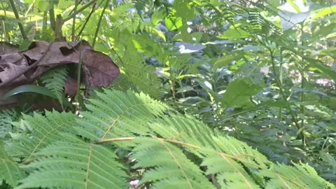 "Small Mountain Stream in Tropical Forest – Clear Flowing Water 4K" Stock Footage 317943735