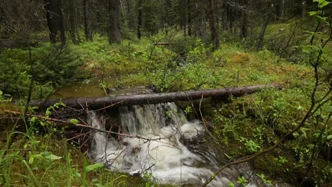 Small mountain stream tumbles over a beaver dam.  Stock Footage 149202366