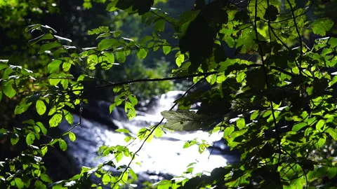 Small Mountain Stream Viewed Through Forest Leaves 動画素材 313349444