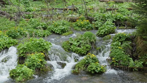 Small mountain stream with waterfalls and green plants in Tatra forest Stock Footage 335128914