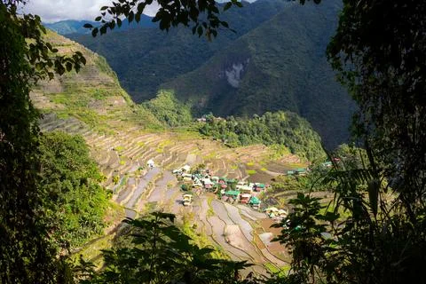 A small mountain village of Batad behind the trees surrounded by rice terrace Stock Photos