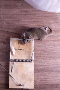 A small mouse is currently sitting inside a mousetrap placed on a wooden table Stock Photos