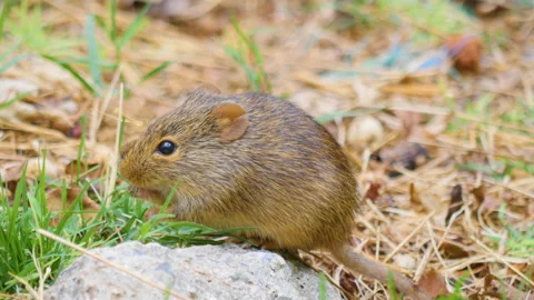 Small mouse eating grass close up Stock-Footage 130204414