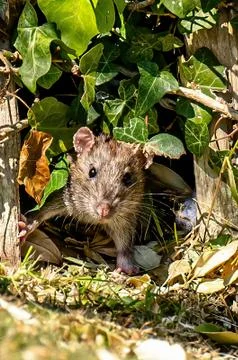 Small mouse in garden Foto stock