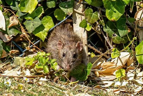 Small mouse in garden Foto stock