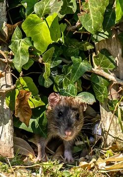 Small mouse in garden Stock Photos