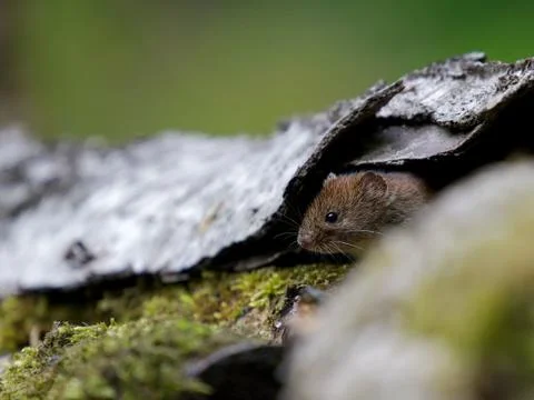 Small mouse Stock Photos
