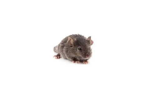 Small mouse Stock Photos