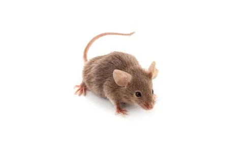 Small mouse Foto stock