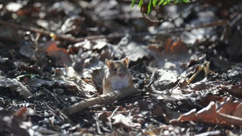 A small mouse sits among old leaves Stock Footage 304677418