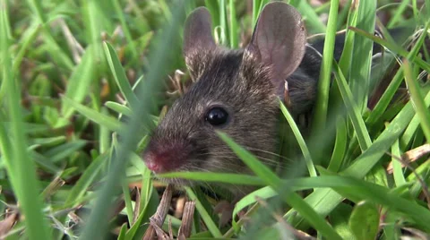 A small mouse sits in green vegetation. Vídeo Stock 34445273