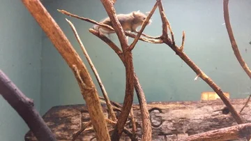 Small mouse smelling and preening whilst exploring his natural habitat Stock-Footage 85608561