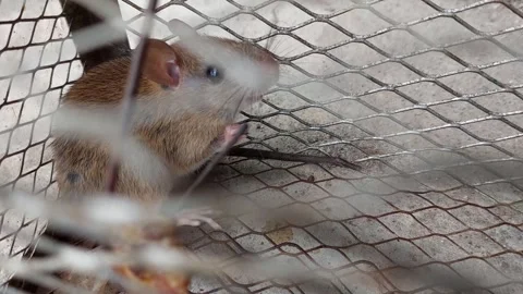 A small mouse is stuck in a cage and is scared Stock Footage 268148690
