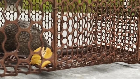 Small mouse trapped in an iron cage Stock Footage 298056794