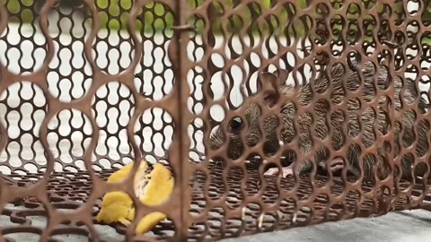 Small mouse trapped in an iron cage Stock Footage 298056797