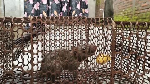 Small mouse trapped in an iron cage Stock Footage 298056799