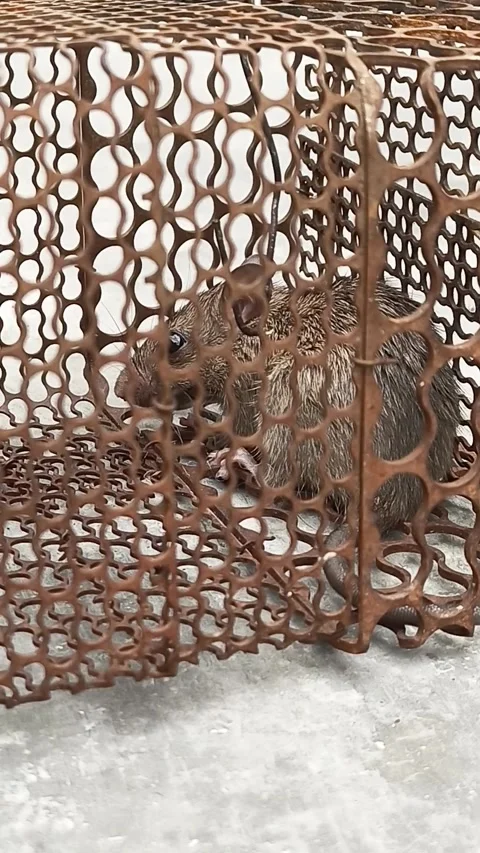 Small mouse trapped in an iron cage Stock Footage 298056802