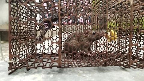 Small mouse trapped in an iron cage Stock Footage 298056847