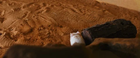 Small mouse walking on a sand surface of a terrarium. Stock Footage 129102451