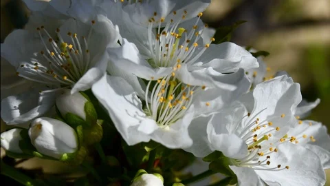 Small movements and opening of cherry blossoms on the tree with daylight unti Video stock 106256455
