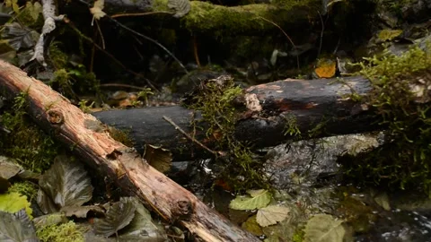 Small Moving Stream 스톡 동영상 237495684