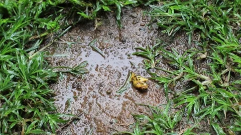 A small muddy patch in the rain Stock Footage 171565521