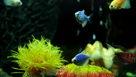 Small multi-colored fish in an aquarium with air bubbles Stock Footage 286844705