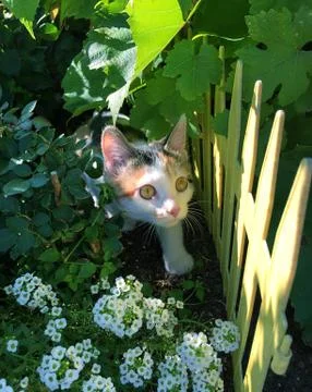 Small multi colored kitten looking curiously from the bushes Stock Photos