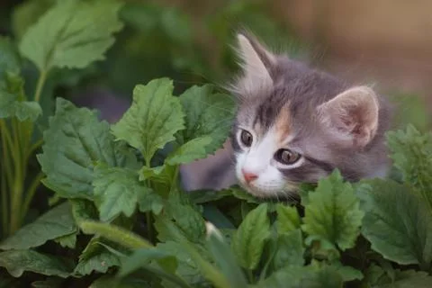 Small multi-colored kitten peeps curiously from the bushes in the backyard. Stock Photos