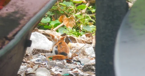 A small multi-colored kitten stretches among the garbage and rubs against a b Stock Footage 116914805