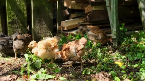 Small multicolored chicks wandering freely in a sunlit farmyard, pecking at the 스톡 동영상 329622341