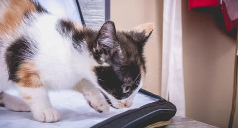 Small multicolored kitten without race walking Stock Photos